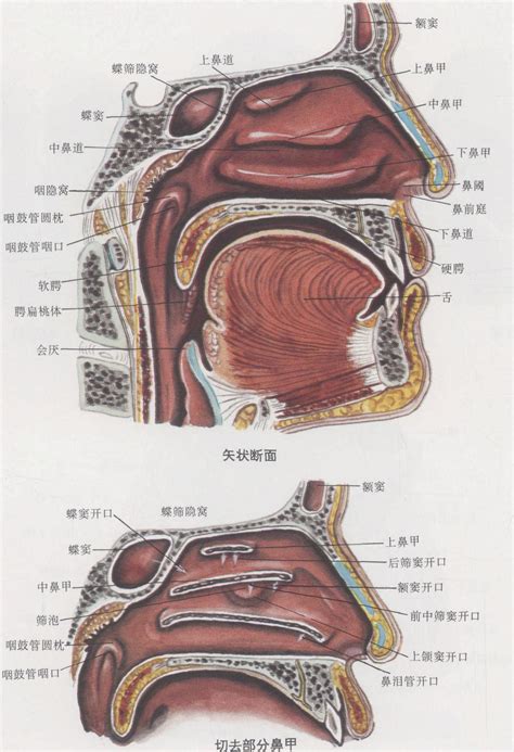 鼻子嘴巴中間|鼻子跟嘴巴之间的位置叫什么？